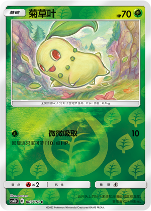 菊草叶
