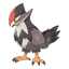 Staraptor
